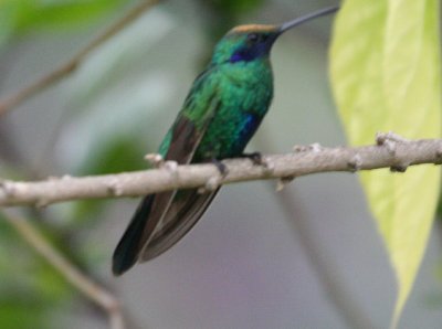 Sparkling Violetear