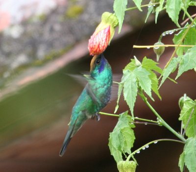 Sparkling Violetear