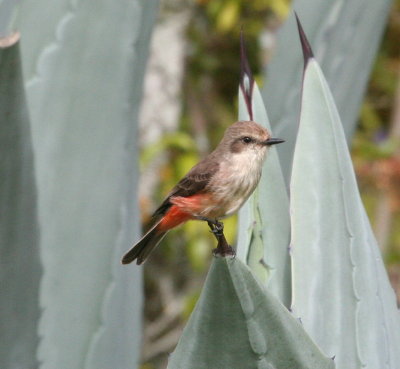Vermilion Flycatcher, female