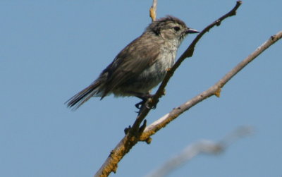 Warbler Finch