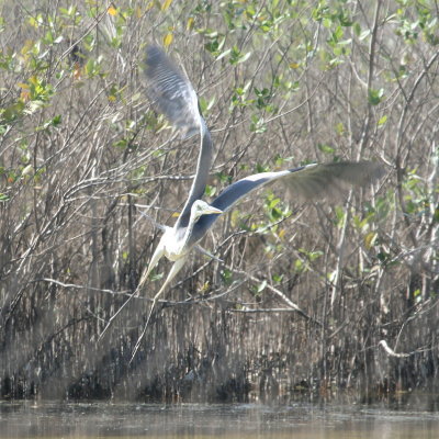 Grey Heron