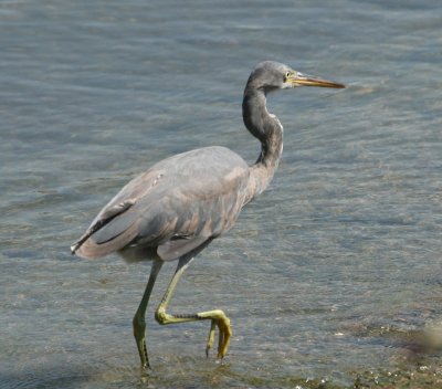 Western Reef-Egret