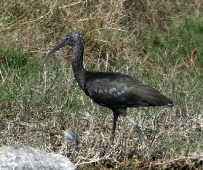 Glossy Ibis