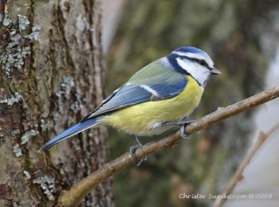 Blue Tit