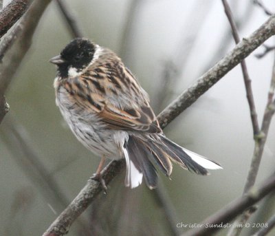 Common Reed-Bunting