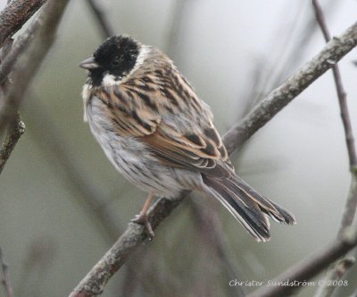 Common Reed-Bunting
