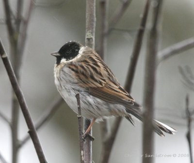 Common Reed-Bunting