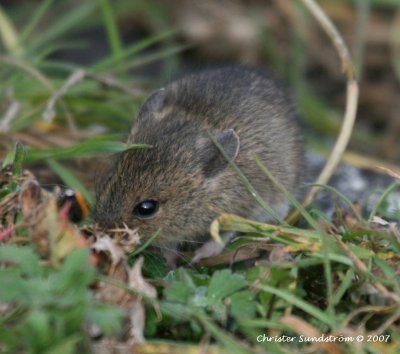 Wood (Long-tailed Field) Mouse
