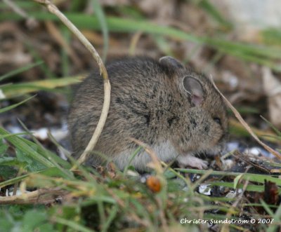 Wood (Long-tailed Field) Mouse