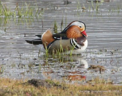 Mandarin Duck