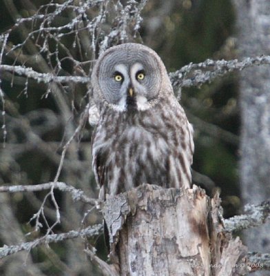 Great Grey Owl