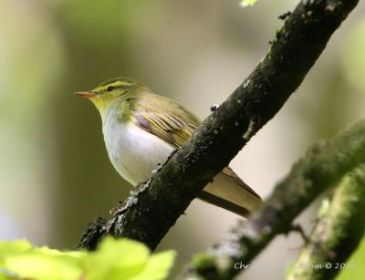 Wood Warbler