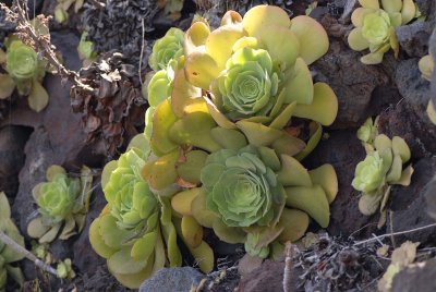 El Hierro 2008_7.JPG