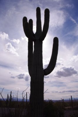 Cactus at 0 EV
