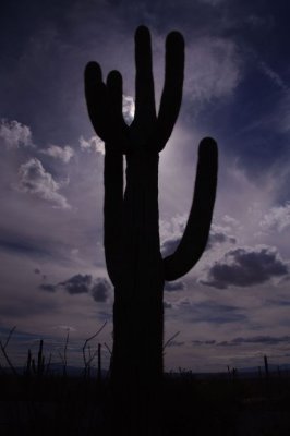 Cactus at minus EV