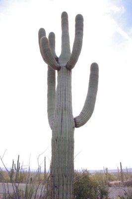 Cactus at plus EV