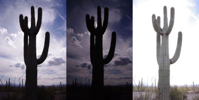 Cactus brackets for HDR.jpg