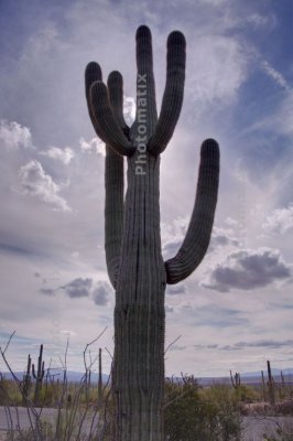 Cactus 266_7_8_fused jpg in.jpg