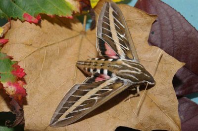 Moth 2.JPG