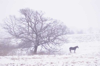 Horse in a snow storm.JPG