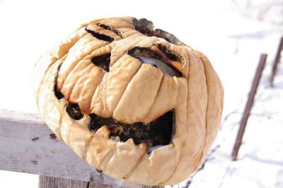 Head on a post.JPG