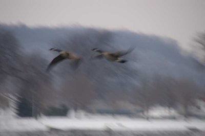 Geese at xtra slow shutter and panning.JPG
