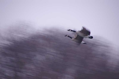Geese at slow shutter and panning.JPG