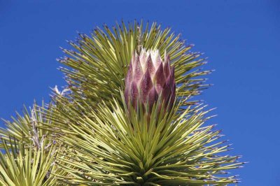 A Bloom