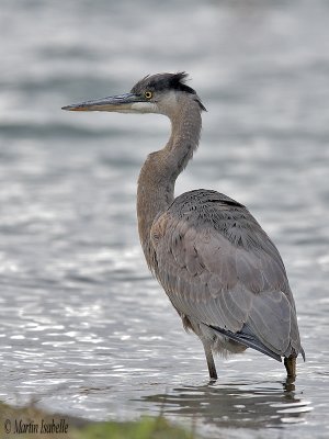 IMG_4967grand heron .jpg ile de boucherville 2007