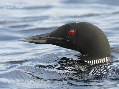 _MG_7879. plongeon huard la tuque . jpg