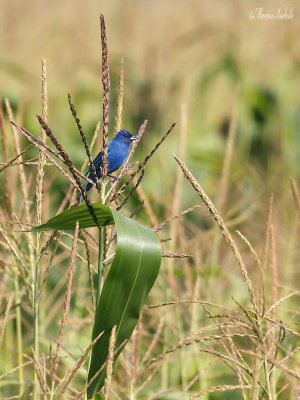 _MG_6614passerin indigo nicolet jpg.jpg