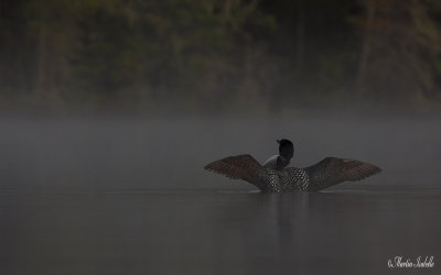 _MG_7425 plongeon huard le rochu.jpg