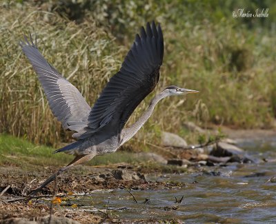 _MG_7795 grand heron drville.jpg