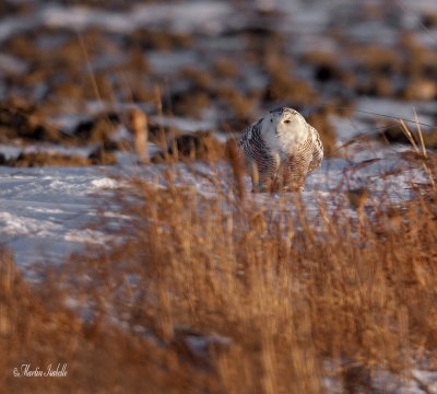 _MG_7433 Harfang des neiges baie du febvre.jpg