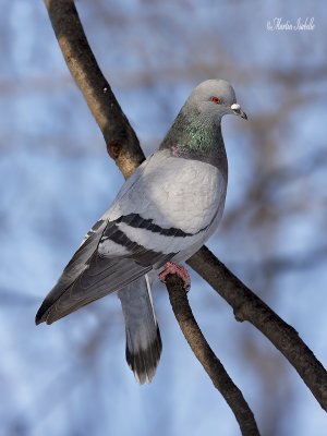 _MG_2126 pigeon bizet iles des soeurs.jpg