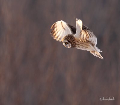 _MG_6170 Hibou des marais Amqui .jpg