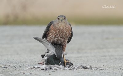 _MG_4115 Épervier de cooper VS Pigeon bizet .jpg
