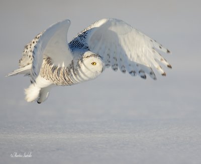 _MG_7697 Harfang des neiges .jpg