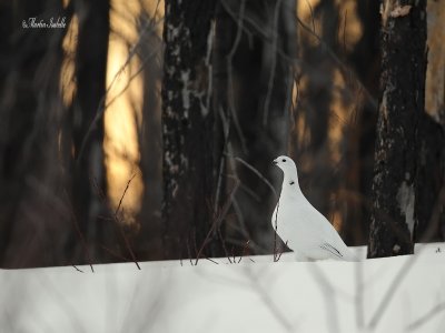 _40C3728 Lagopde des saules Chibougamau.jpg