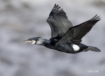 _40C8063 Grand Cormoran au vol.jpg
