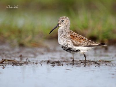 _40C9965 Bécasseau variable plumage nuptial.jpg