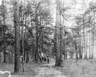 Pine Thicket