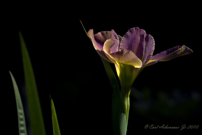  A Purple  &  Gold Morning 