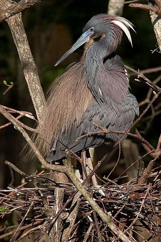 Tri Colored Heron 2