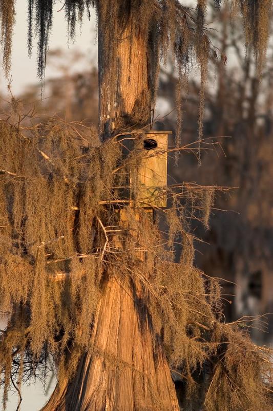 Wood Duck Box