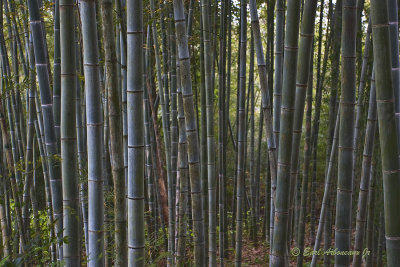 Bamboo Patch