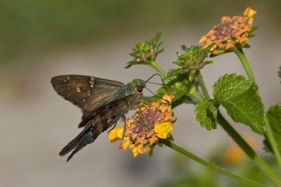 Long-Tailed Skipper