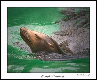 Graceful Swimming