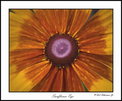 Sunflower Eye