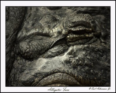 Alligator Face